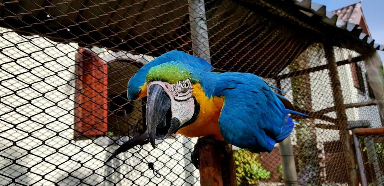 Pousada Nossa Senhora Penedo  Exterior foto Blue and yellow macaw